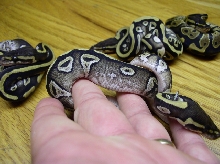 Male POSSIBLE Mojave Garcia