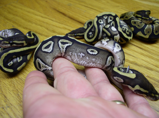 Male POSSIBLE Mojave Garcia