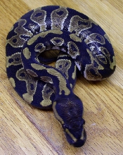 Dark Male #4