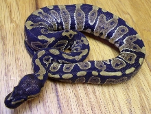 Dark Male #4 - slightly better pic