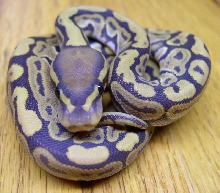 Hypo