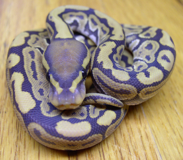 Hypo