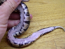 Ringer Belly Possible het Pied