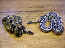 Silver Ghost? Ball Python