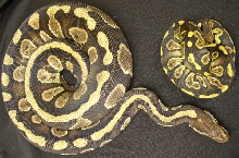 Pet Store Mom and Daughter