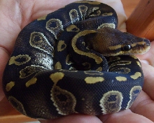 Yet Another Broad Patterend Ball Python