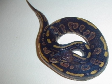 Another Odd Ball Python