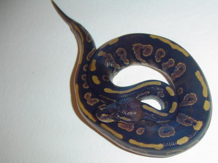 Another Odd Ball Python