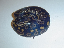 Broad patterened ball python