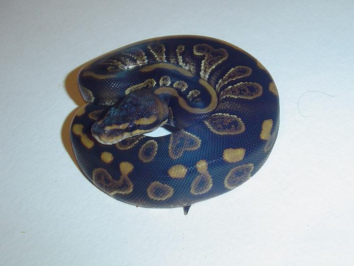 Broad patterened ball python