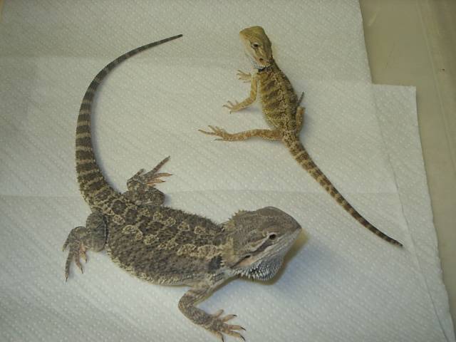 Sprout & Norbert