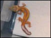 Robgecko