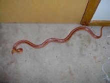 new snake 2