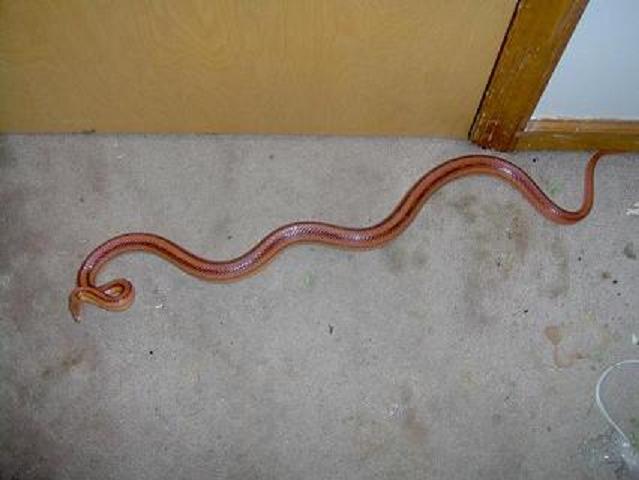 new snake 2