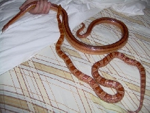 new snake and bacardi