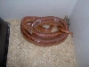 new snake