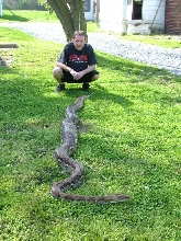 silver retic