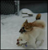 My Snow Flake
