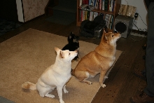 3 for treats