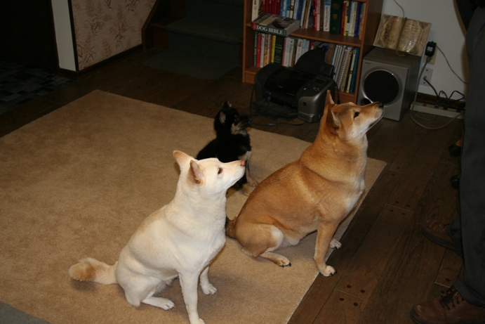 3 for treats
