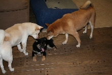 3 pups