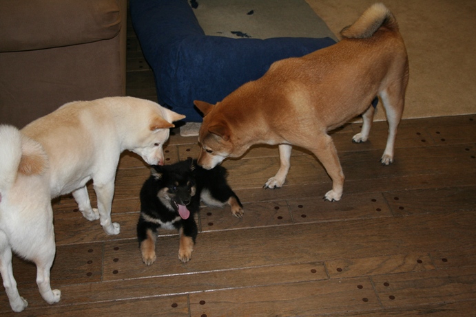 3 pups
