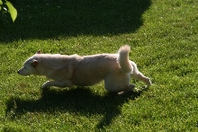 kiko on the attack