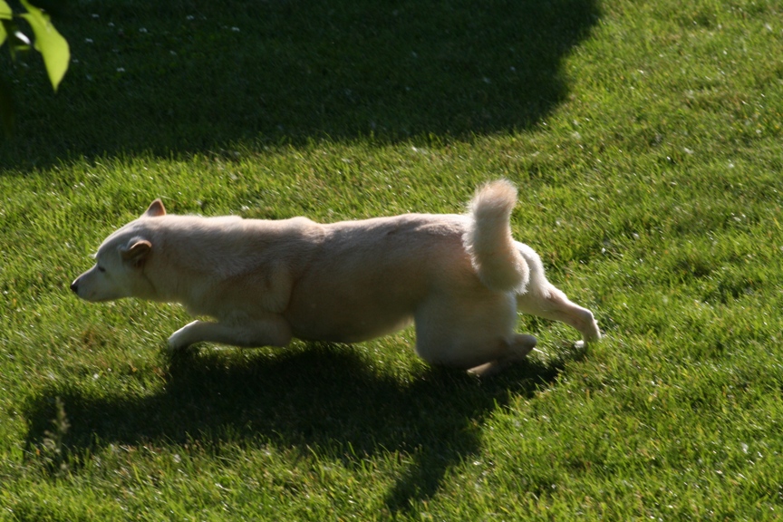 kiko on the attack