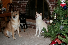 By the tree