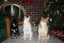 Christmas dogs 08