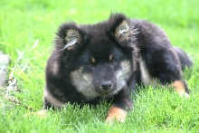 Kaia 2009