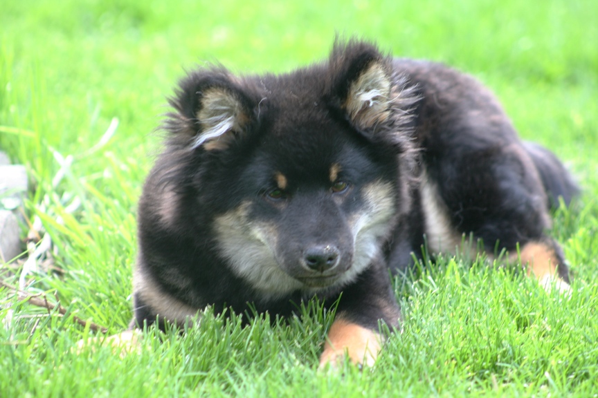 Kaia 2009