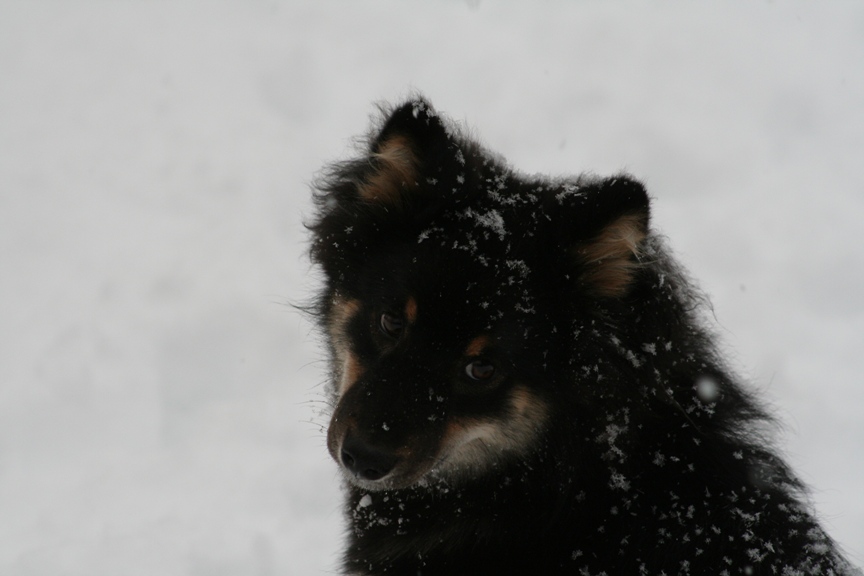 kaia december snow