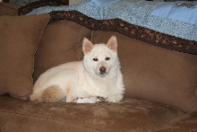 Kiko on the couch