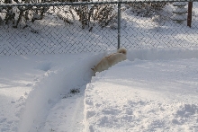 Kiko on the trail