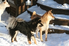 Kiko Kona and Kaia