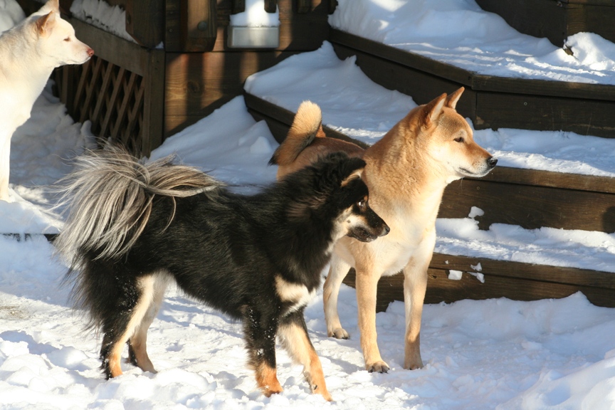 Kiko Kona and Kaia