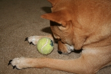 kona and his ball