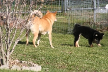 kona and kaia