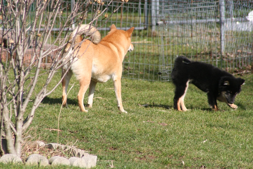 kona and kaia