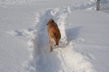 Kona on the trail