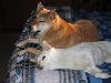 Kona and Kik before the beach
