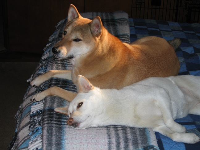 Kona and Kik before the beach