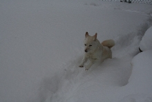 Leaping Kiko