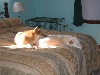 Nap buddies