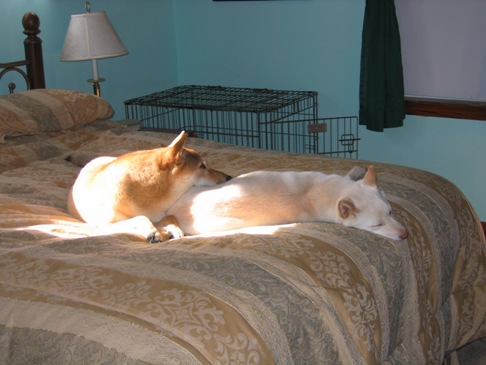 Nap buddies