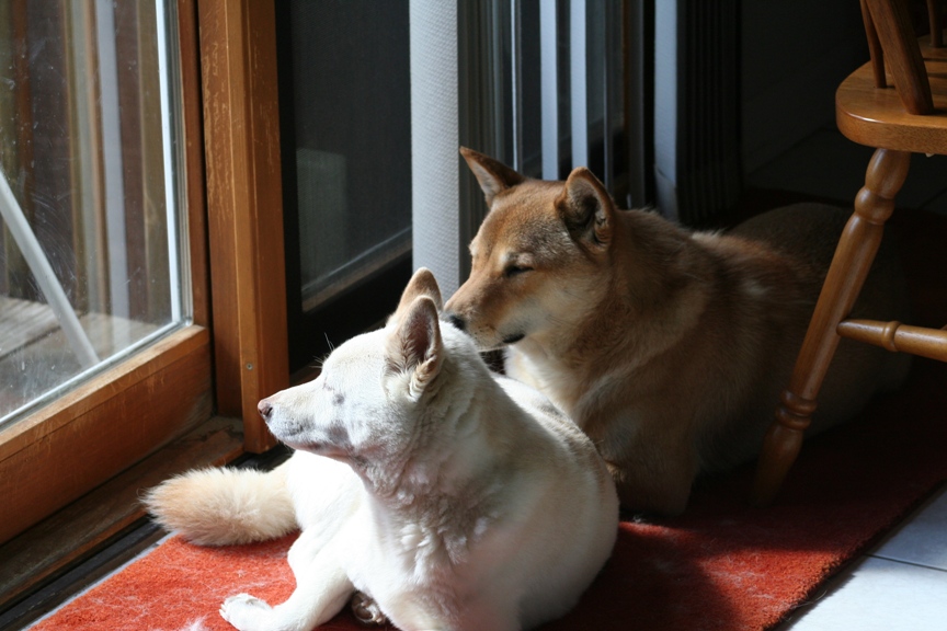 relaxing in the sun