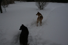 Boys in the snow