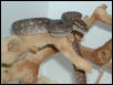 Male 01' Bredli
