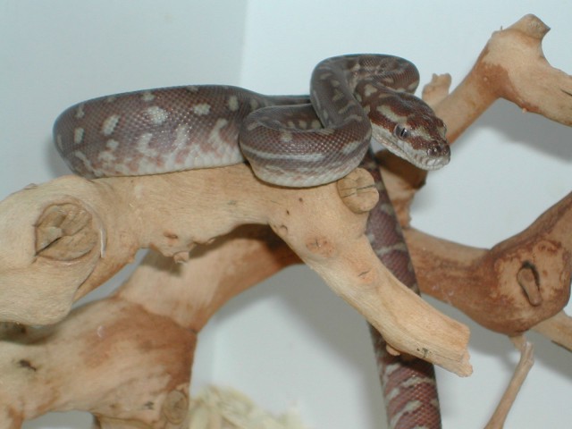 Male 01' Bredli